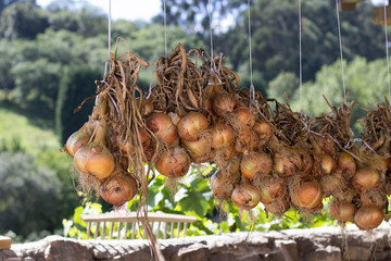 cebollas colgadas al aire libre