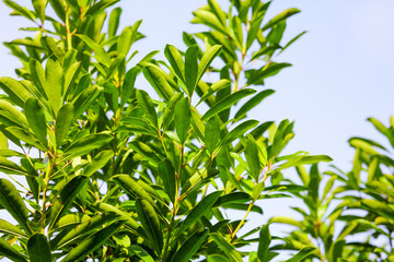 Green leaves of a plant against a blue sky