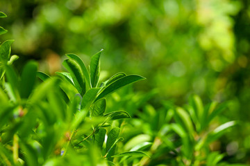 Leaves on a tree in a park