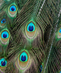 Beautiful feathers on the tail of a peacock