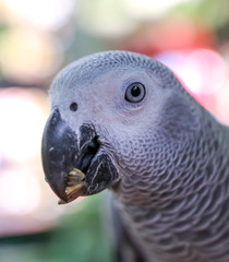 A parrot eats a seed in the park.