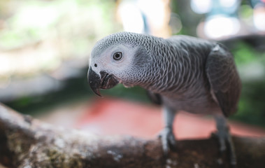 Obraz premium Portrait of a parrot in the park