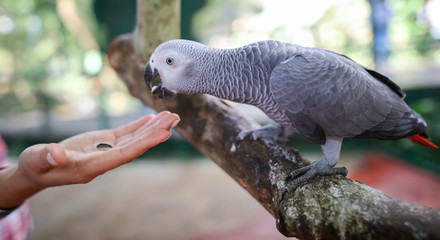 A parrot eats a seed from the hands of a man in the park.