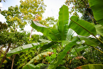 Large green banana leaves in the park