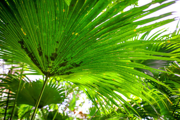 Obraz na płótnie Canvas A large branch of a palm leaf
