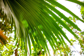 A large branch of a palm leaf