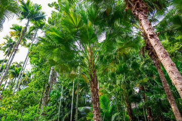 Obraz premium Beautiful palm trees in the park.