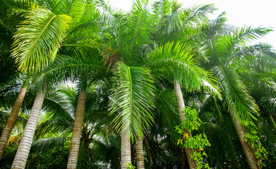 Beautiful palm trees in the park.