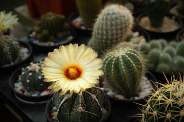 Cactus is a charming plant.