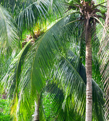 Obraz premium A large branch of a palm leaf