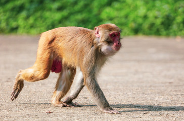 Fototapeta premium Monkey walks in the park