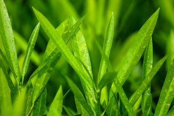 Fototapeta na wymiar Large green leaves of a plant