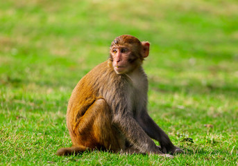 Portrait of a monkey in the park