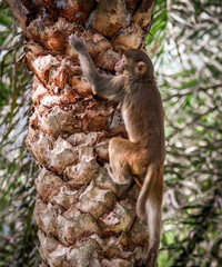Monkey climbs on a palm tree in the park