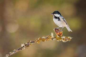 Coal Tit (Parus ater) Val Roseg, Engadine, Switzerland, Europe.