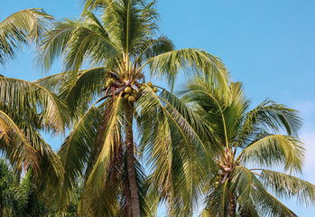 Fototapeta na wymiar Beautiful palm trees against the blue sky