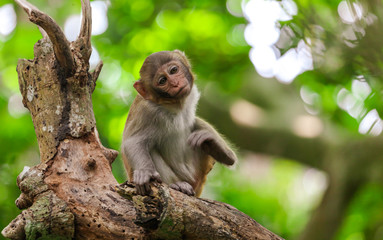 Naklejka na ściany i meble Little monkey on a tree in the park