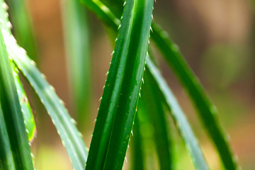 Fototapeta premium Green leaves of aloe