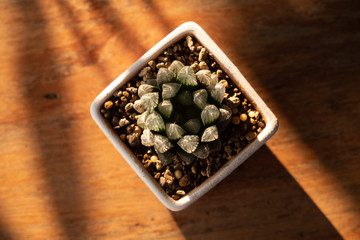 Cactus is a charming plant.