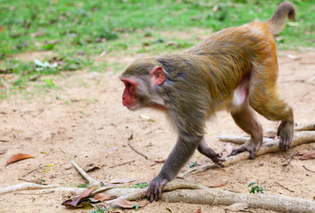 Monkey runs on the grass in the park