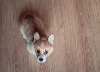 top view of the puppy the Corgi sits on the floor and stares devotedly at its owner