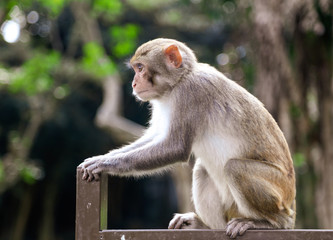 Portrait of a monkey in the park