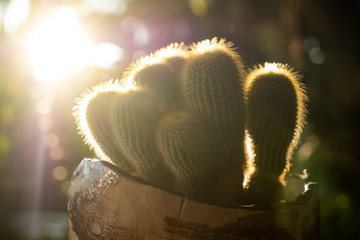 Cactus is a charming plant.