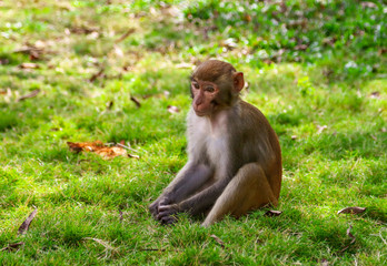 Naklejka premium Portrait of a monkey in the park
