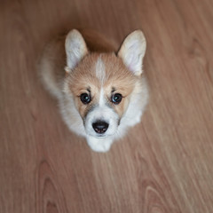 top view of the puppy the Corgi sits on the floor and stares devotedly at its owner