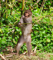 Portrait of a monkey in the park