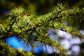 Fototapeta premium pine branch with cones