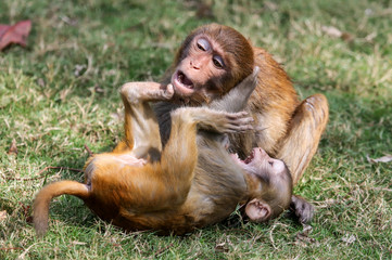 Monkey fight in the park