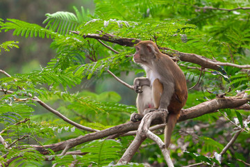 Little monkey on a tree in the park