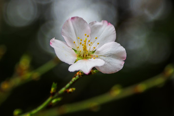 flowers of a tree