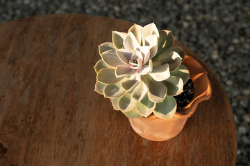 Cactus is a charming plant.