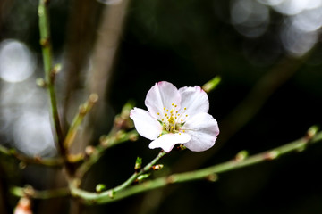 white flowers