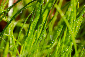 Fototapeta na wymiar beautiful spring plants in dew