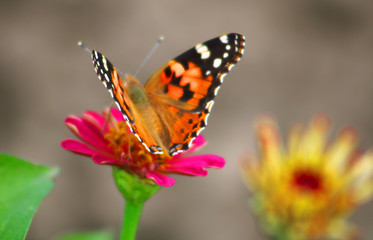 Naklejka na ściany i meble Butterfly on a daisy flower gerbera in the garden