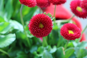 rote Blumen im Garten