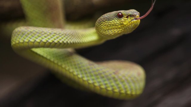 Mangrove Pit Viper is a venomous pit viper species native to India, Bangladesh and Southeast Asia.