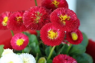 rote Blumen im Garten