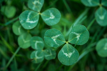 lucky st. patrick's day green clover shamrock