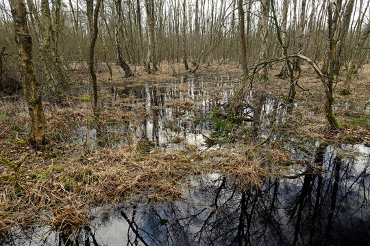 &uuml;berfluteter Bruchwald - Carr in Germay