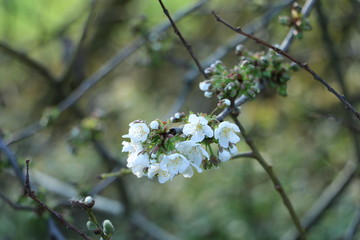 weiße Blumen und Gänseblümchen im Garten