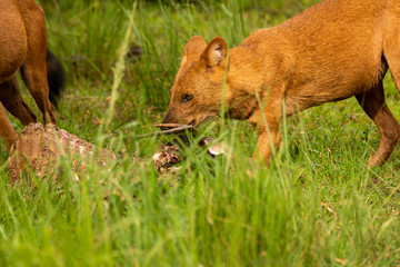 An Indian wilddog aka Dhole eating a spotted deer kill standing inside Nagarhole tiger reserve during a wildlife safari
