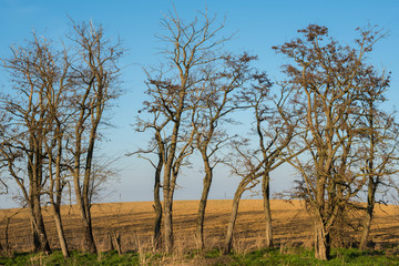 Fototapeta na wymiar Leafless trees in the field in the spring