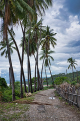 Footpath on a tropical beach with palm trees, tropical forest and fence branches on Baucau beach, Timor leste