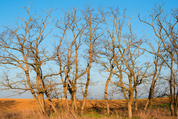 Leafless trees in the field in the spring