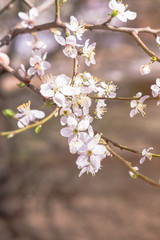Blooming white flowers spring tree branch. Selective focus. Sunlight.