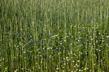 Spring meadow with cornflowers and daisies